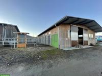 Pferdeboxen zu vermieten in Diepoldsau im Rheintal
