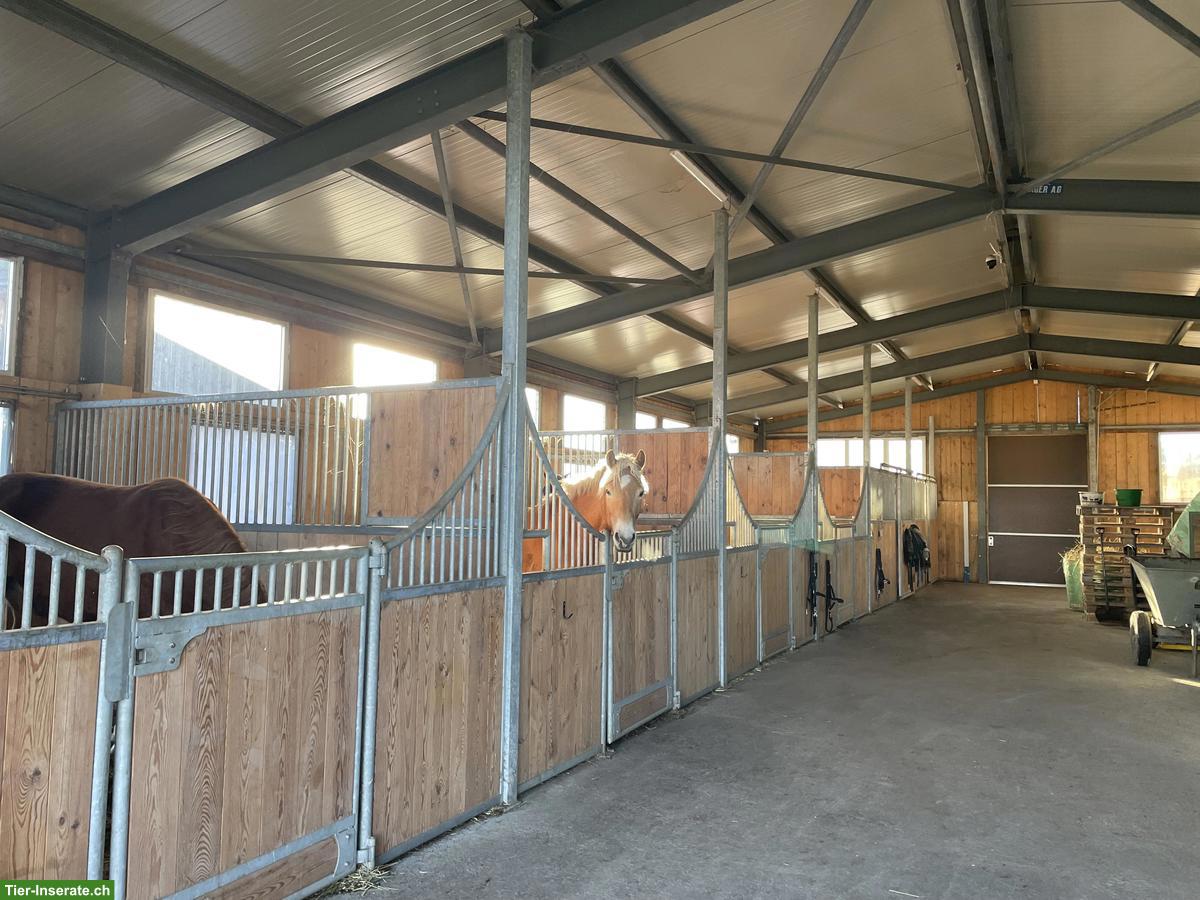 Bild 2: Pferdeboxen zu vermieten in Diepoldsau im Rheintal
