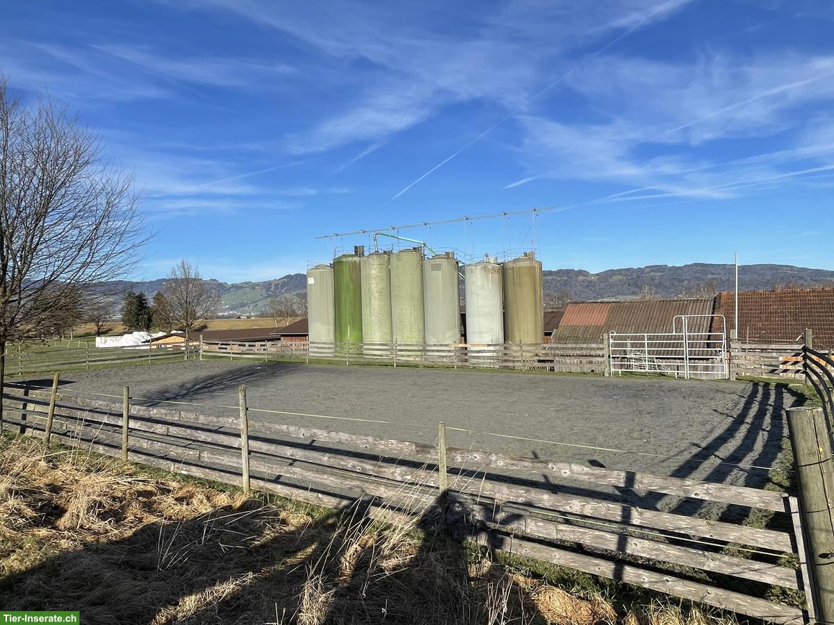 Bild 3: Pferdeboxen zu vermieten in Diepoldsau im Rheintal