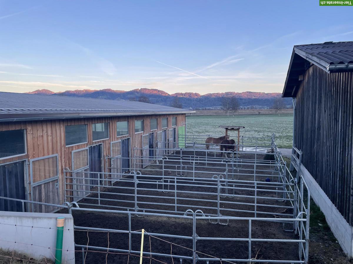 Bild 4: Pferdeboxen zu vermieten in Diepoldsau im Rheintal