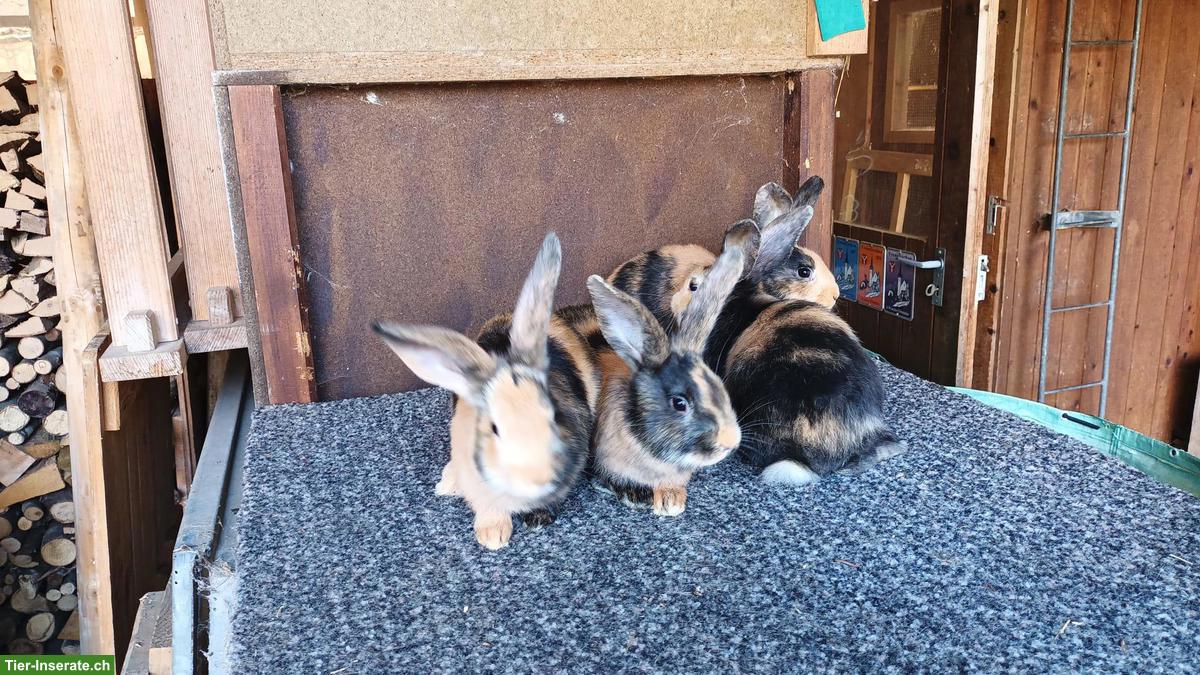 Junge Japaner Kaninchen zu verkaufen