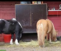 Occasion Heu-/Futterautomat zu verkaufen