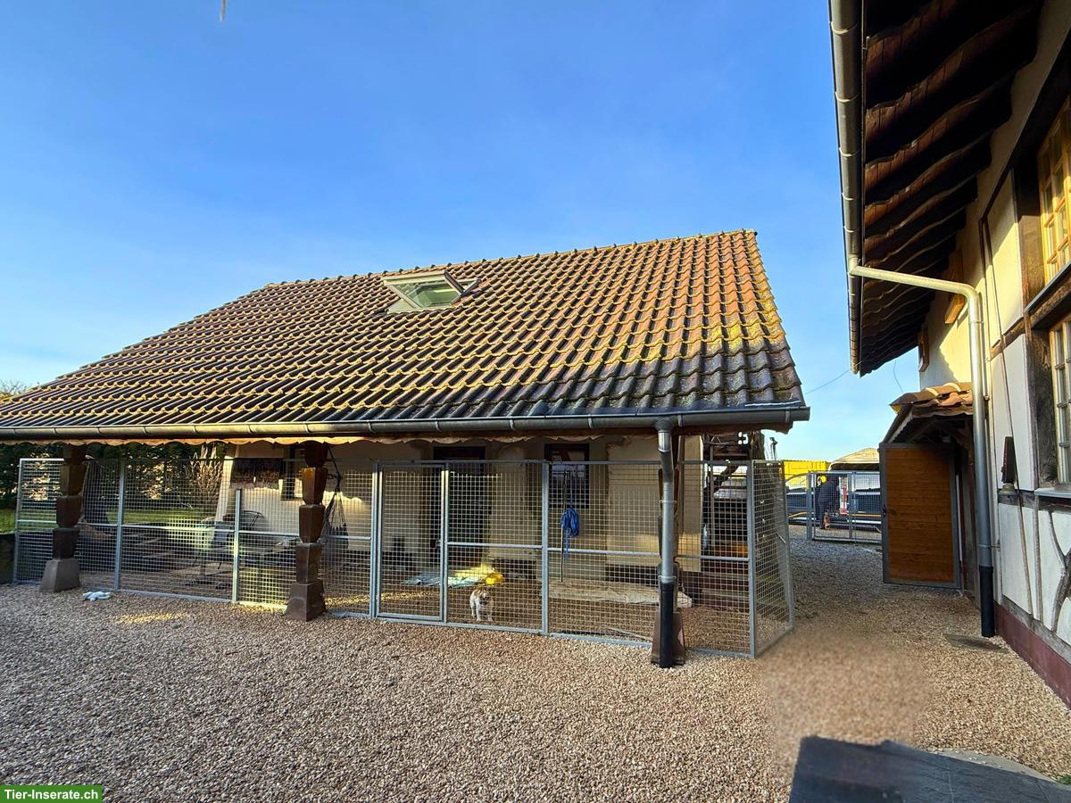 Bild 10: Anwesen für Hundezucht / Pferdehaltung – 3 ha umzäunt – Nähe Basel