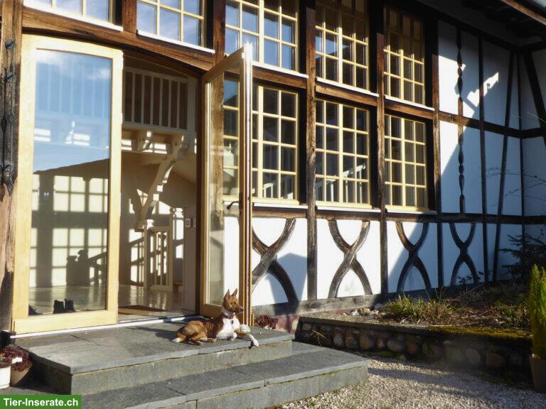 Bild 2: Anwesen für Hundezucht / Pferdehaltung – 3 ha umzäunt – Nähe Basel