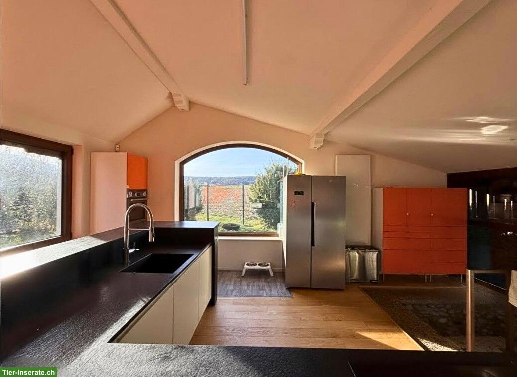 Bild 5: Anwesen für Hundezucht / Pferdehaltung – 3 ha umzäunt – Nähe Basel