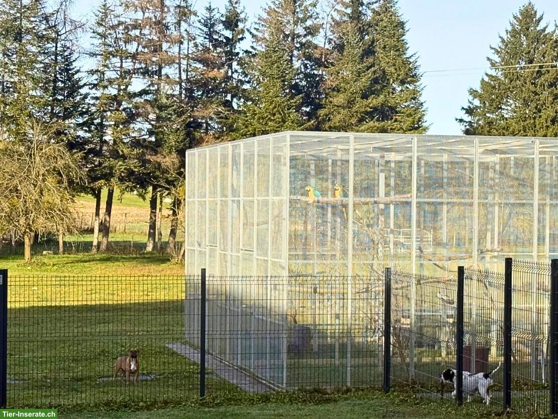 Bild 6: Anwesen für Hundezucht / Pferdehaltung – 3 ha umzäunt – Nähe Basel