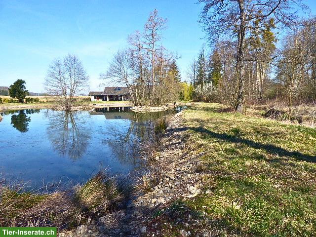 Bild 7: Anwesen für Hundezucht / Pferdehaltung – 3 ha umzäunt – Nähe Basel