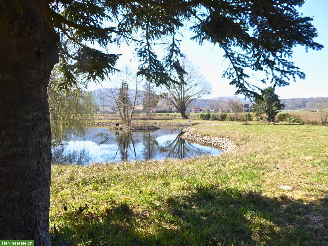 Bild 8: Anwesen für Hundezucht / Pferdehaltung – 3 ha umzäunt – Nähe Basel