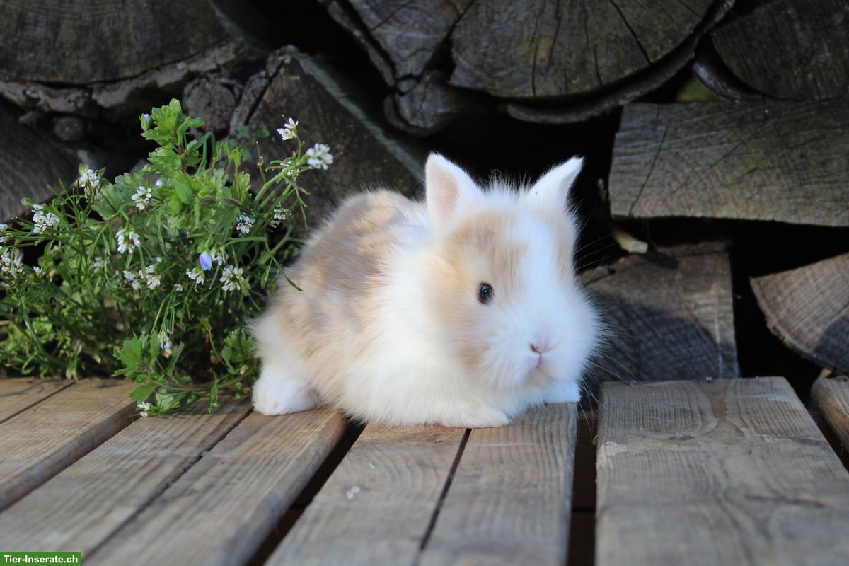 Junge Miniloop und Zwergkaninchen suchen ein Zuhause