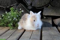 Junge Miniloop und Zwergkaninchen suchen ein Zuhause