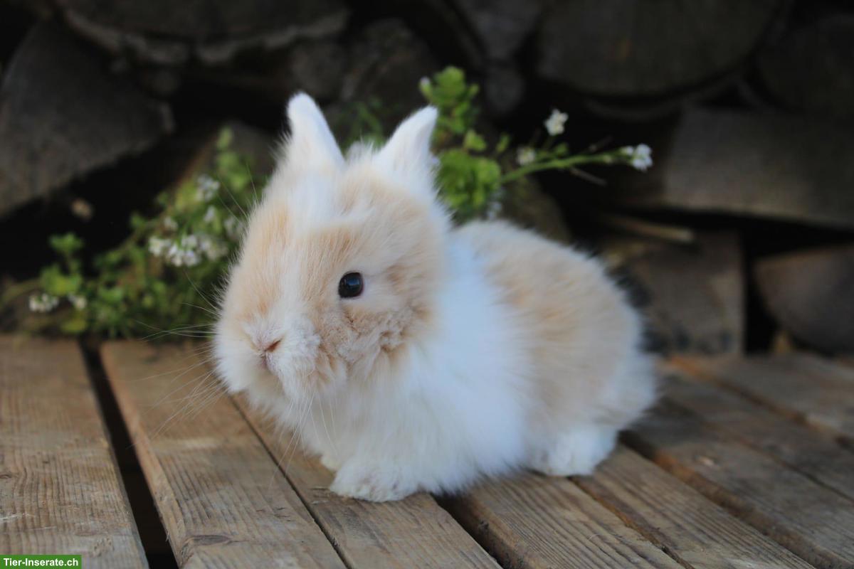 Bild 2: Junge Miniloop und Zwergkaninchen suchen ein Zuhause