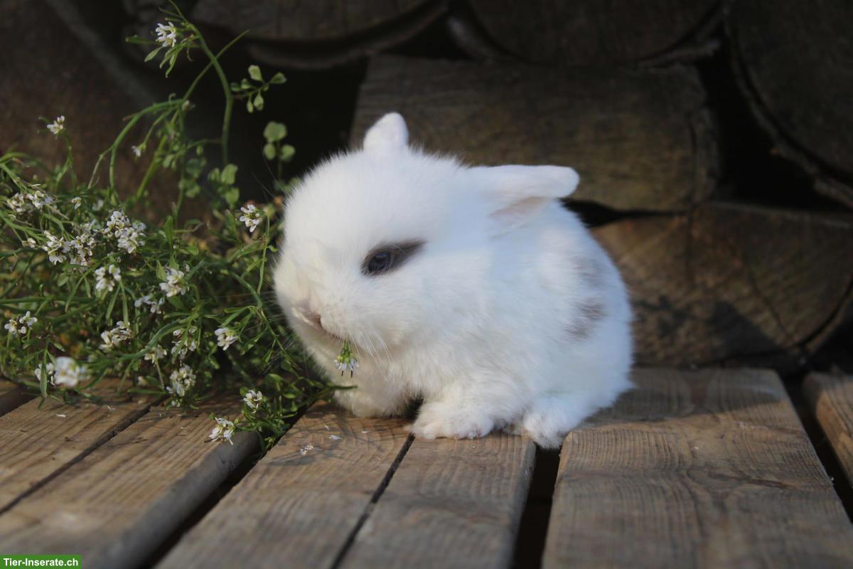 Bild 3: Junge Miniloop und Zwergkaninchen suchen ein Zuhause