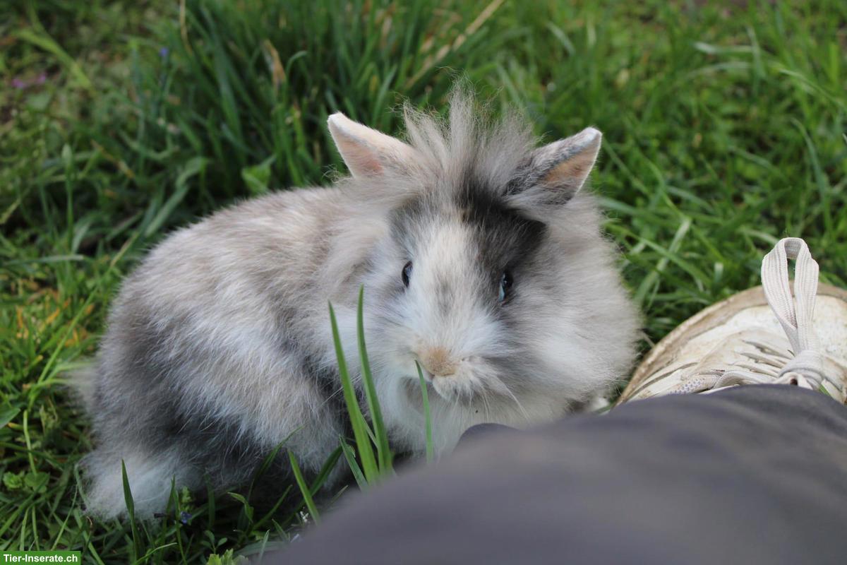 Bild 4: Junge Miniloop und Zwergkaninchen suchen ein Zuhause