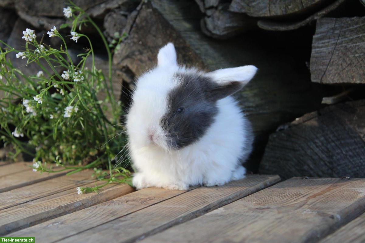 Bild 5: Junge Miniloop und Zwergkaninchen suchen ein Zuhause