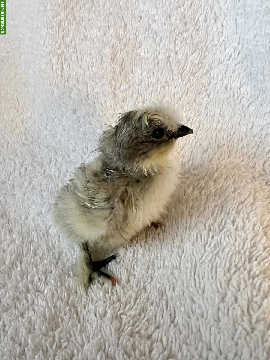 Küken abzugeben, Seidenhühner & Zwergseidenhühner