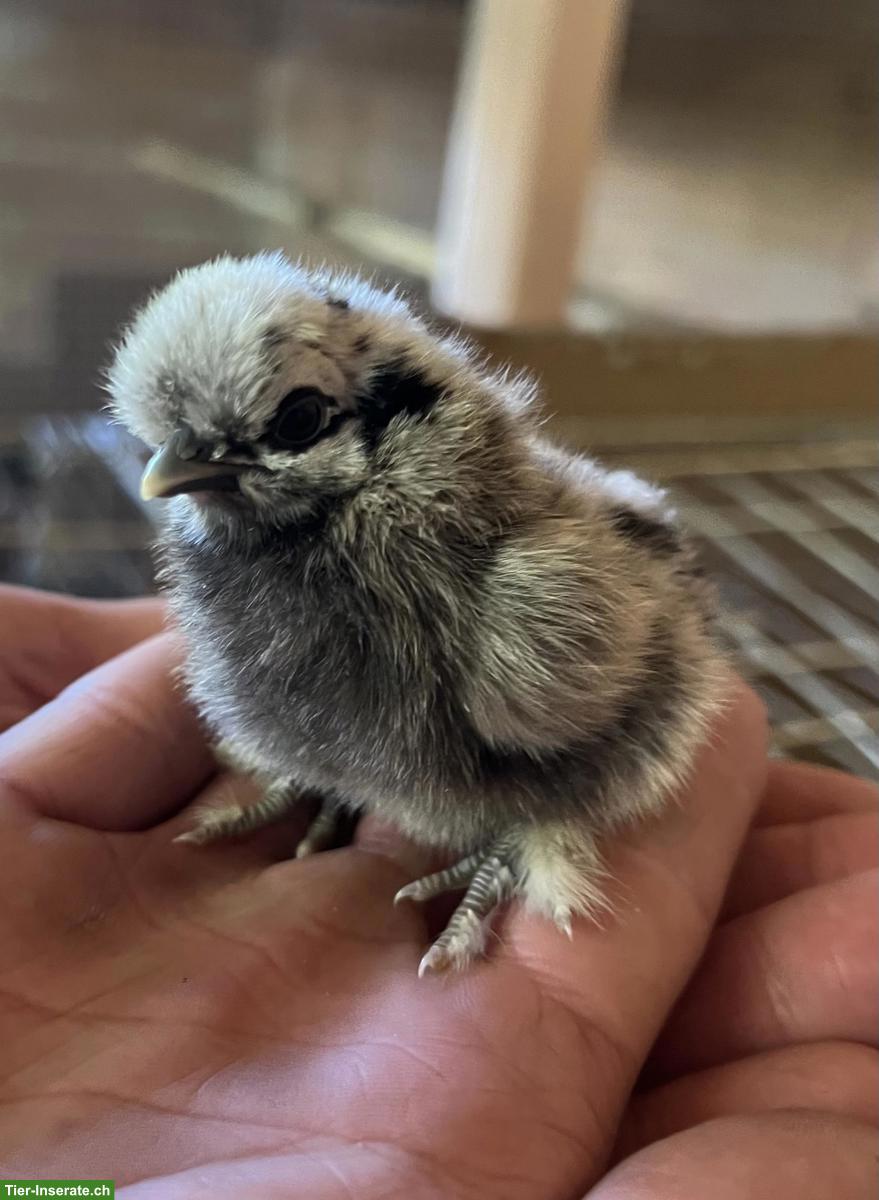 Bild 2: Küken abzugeben, Seidenhühner & Zwergseidenhühner