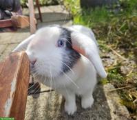 Süsse Zwergwidder Kaninchen-Geschwister Edhi & Bodhi