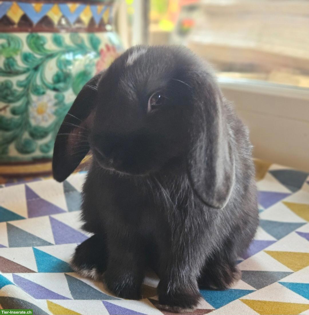 Bild 2: Süsse Zwergwidder Kaninchen-Geschwister Edhi & Bodhi