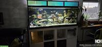 Aquarium 540 Liter 150x60x60cm komplett / Fische