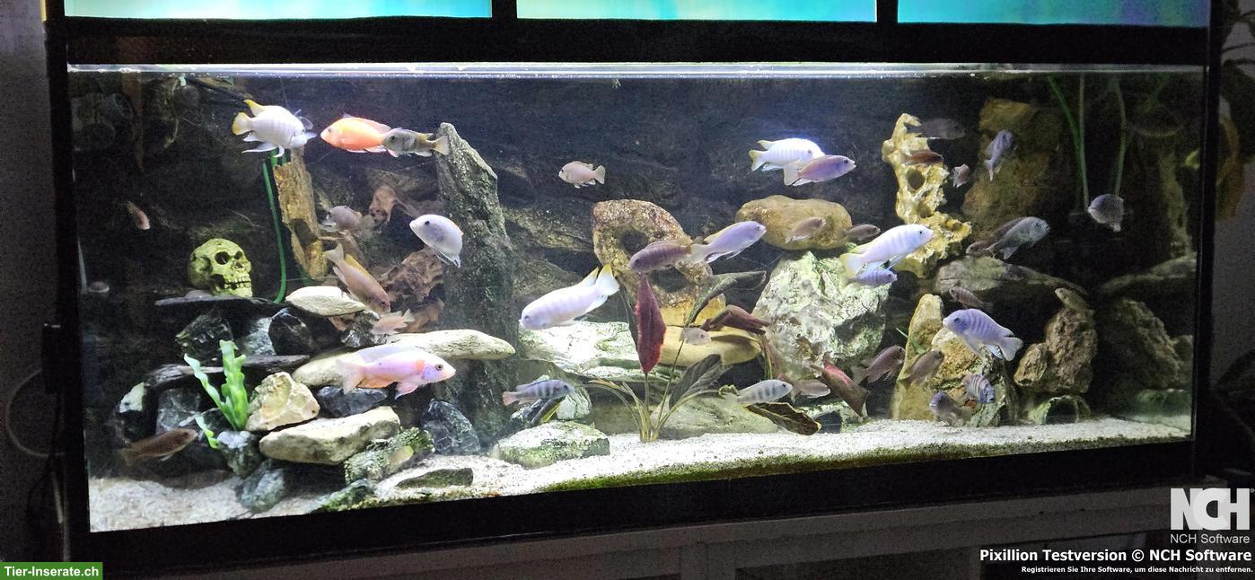 Bild 2: Aquarium 540 Liter 150x60x60cm komplett / Fische