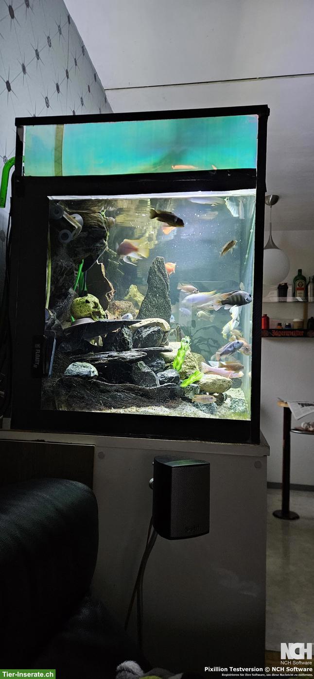 Bild 3: Aquarium 540 Liter 150x60x60cm komplett / Fische