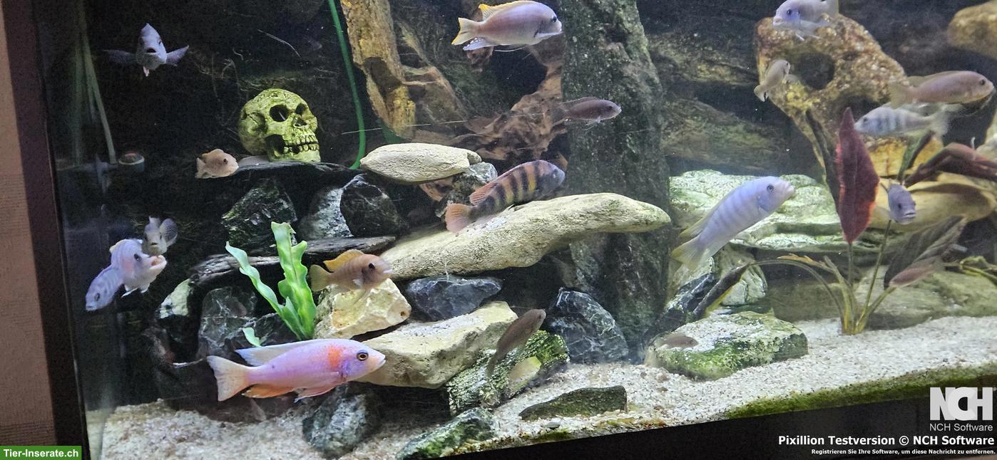 Bild 4: Aquarium 540 Liter 150x60x60cm komplett / Fische