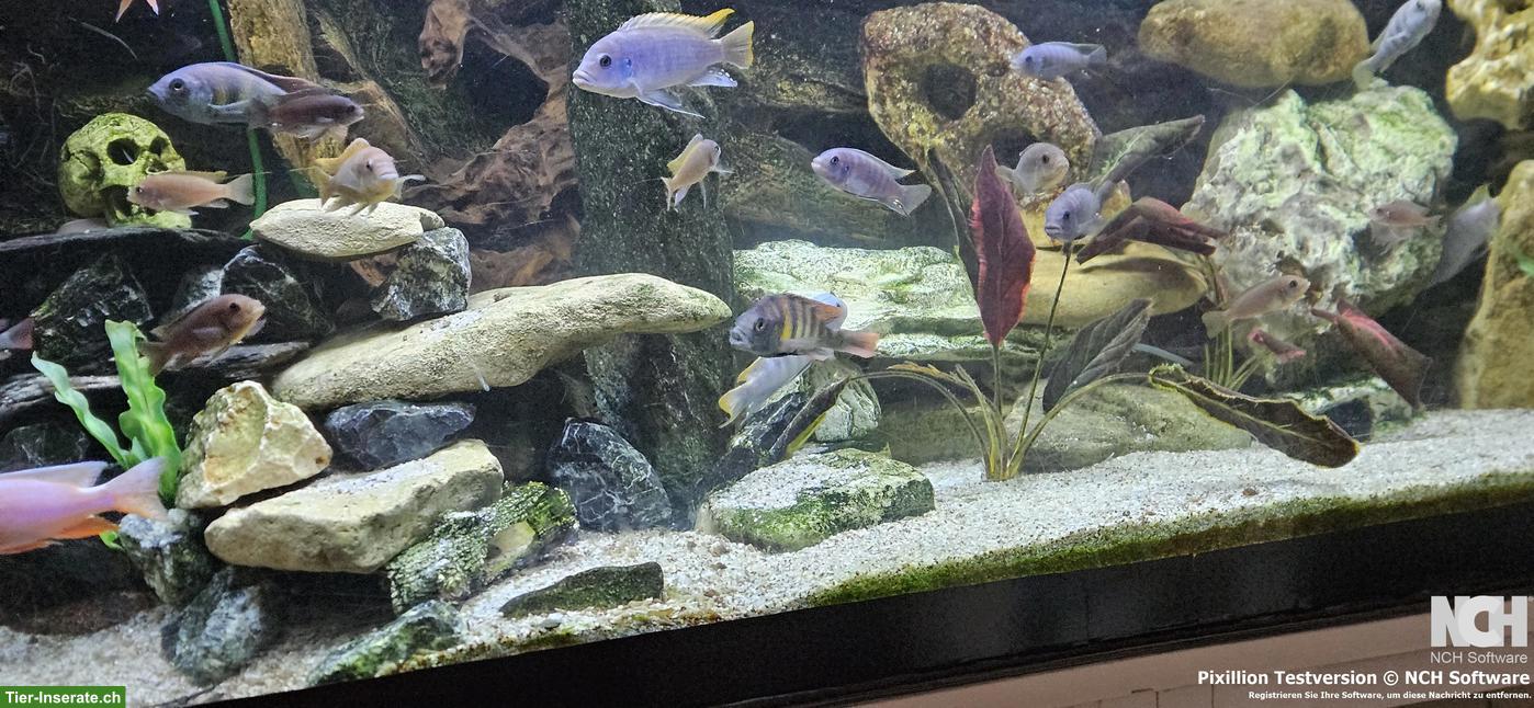 Bild 5: Aquarium 540 Liter 150x60x60cm komplett / Fische