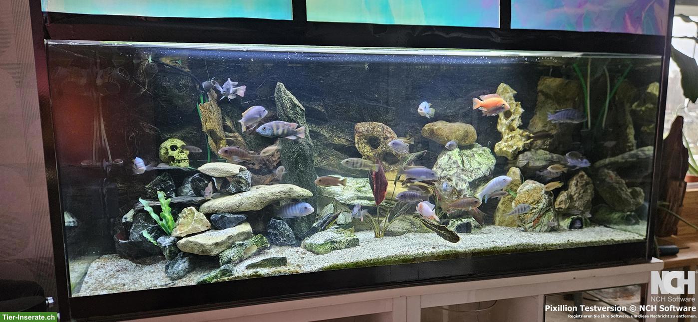 Bild 7: Aquarium 540 Liter 150x60x60cm komplett / Fische