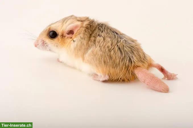 Duprasi Rennmäuse (Fettschwanz) GESUCHT