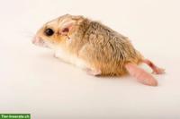 Duprasi Rennmäuse (Fettschwanz) GESUCHT