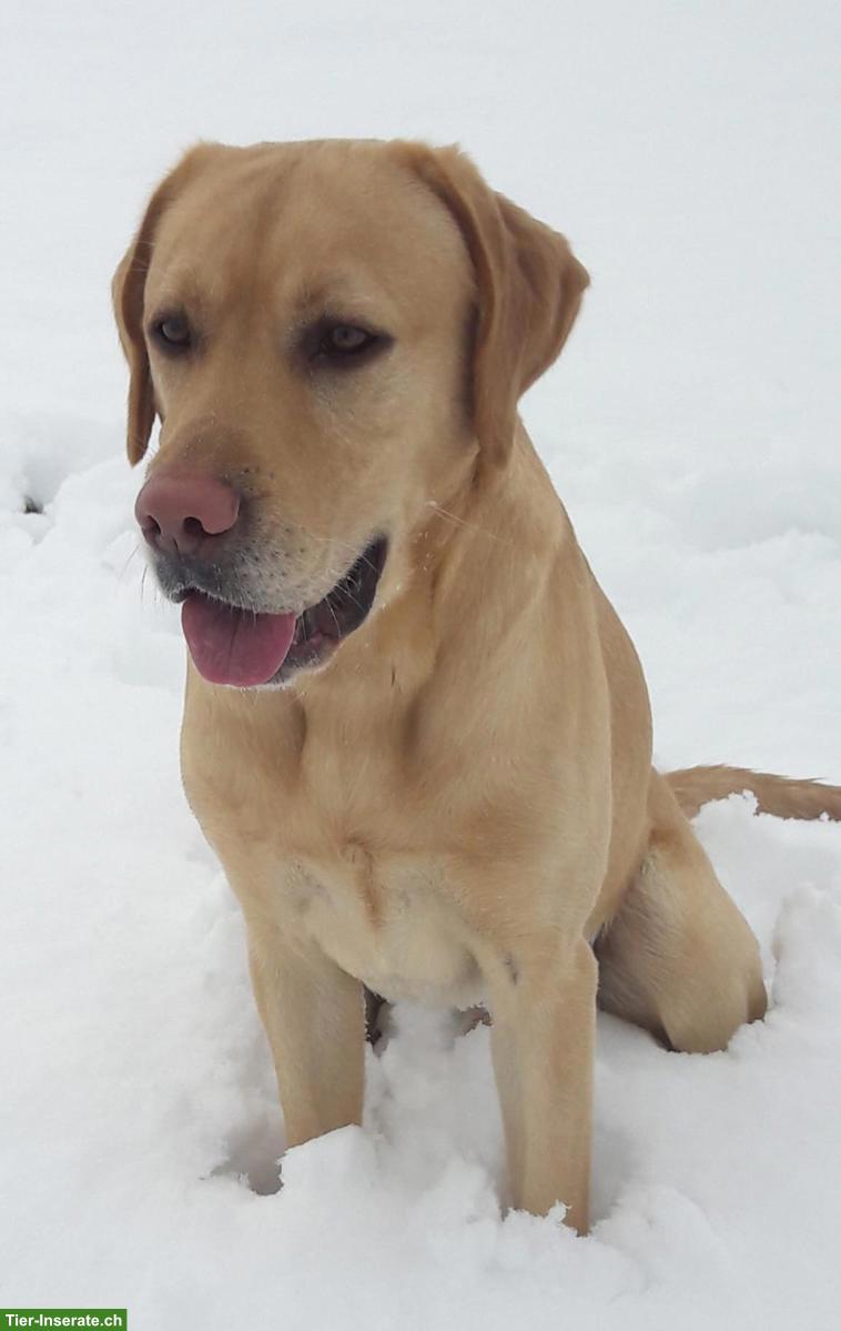 Bild 2: Wurfankündigung | Golden Retriever x Labrador Retriever Welpen