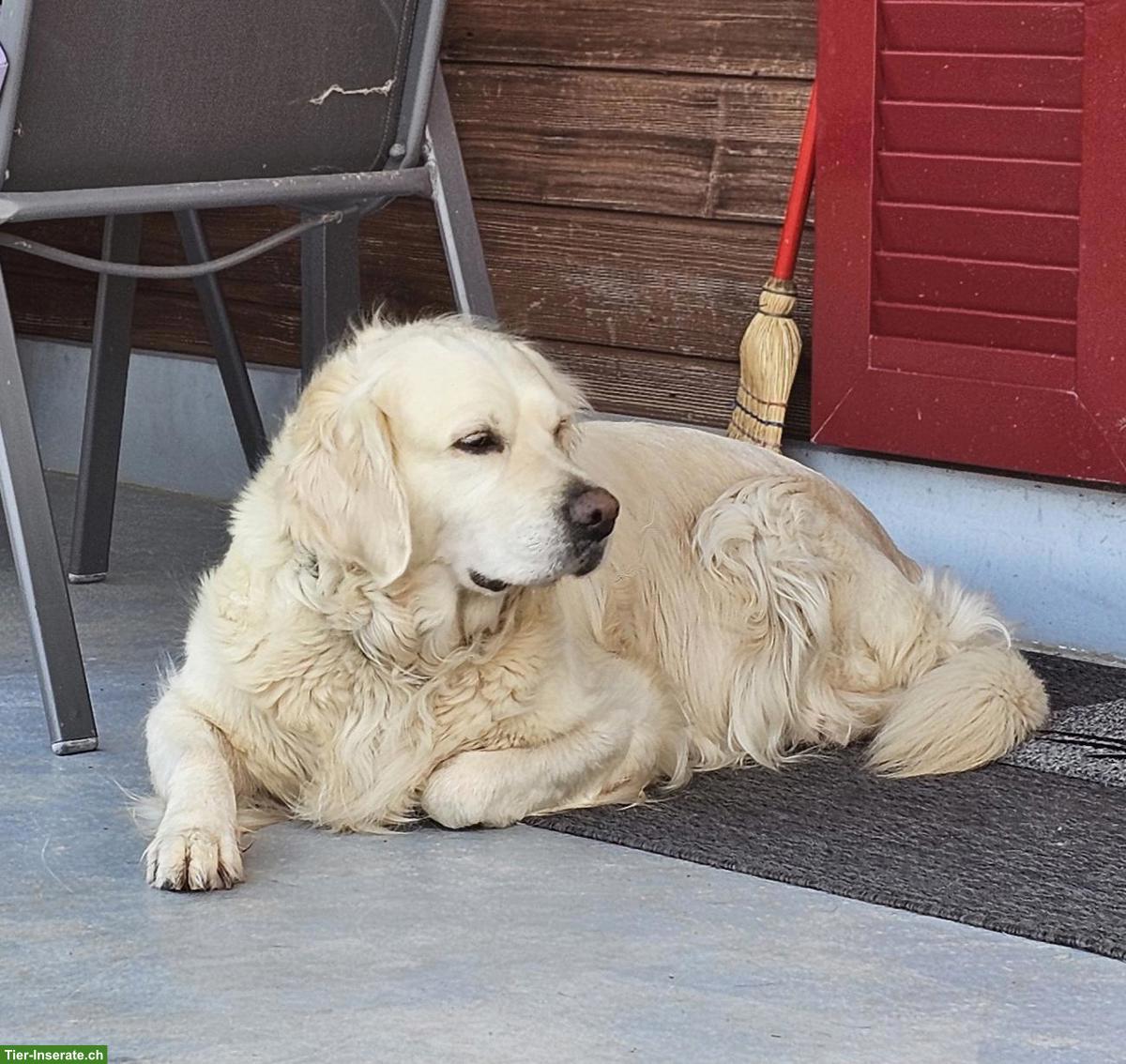 Bild 3: Wurfankündigung | Golden Retriever x Labrador Retriever Welpen