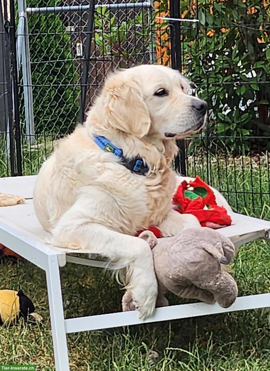 Bild 5: Wurfankündigung | Golden Retriever x Labrador Retriever Welpen