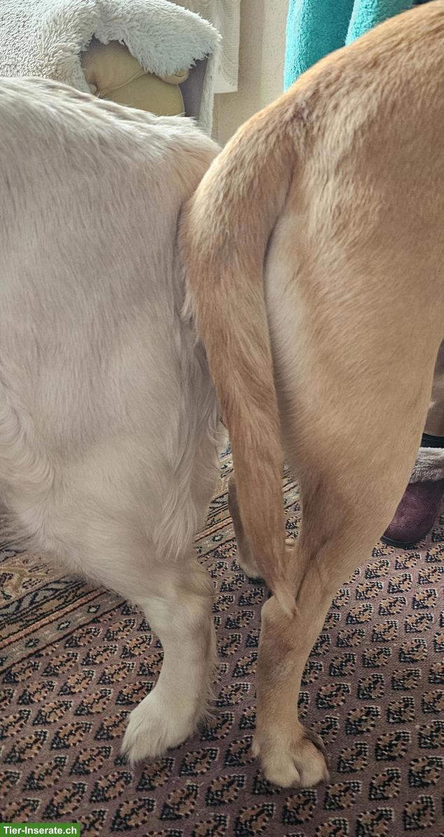 Bild 6: Wurfankündigung | Golden Retriever x Labrador Retriever Welpen