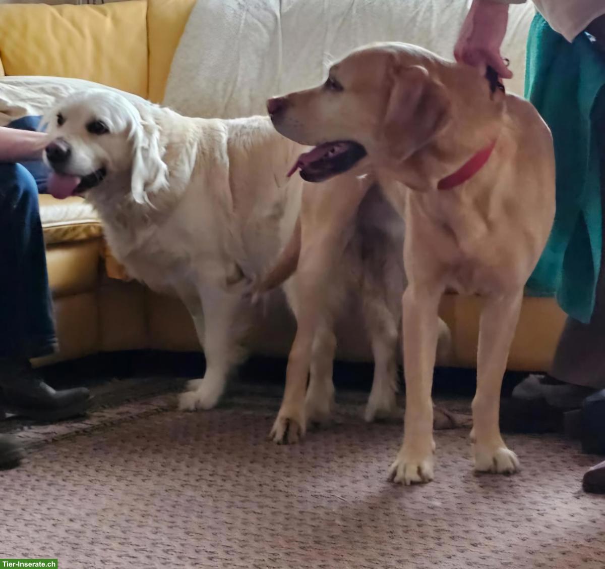 Bild 7: Wurfankündigung | Golden Retriever x Labrador Retriever Welpen