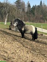 Mini Shetlandpony Hengst zu verkaufen