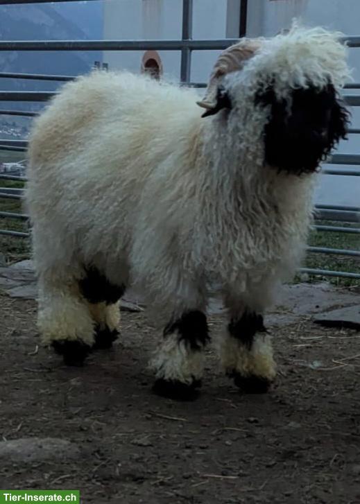 Schwarznasen Widder sucht ein Zuhause