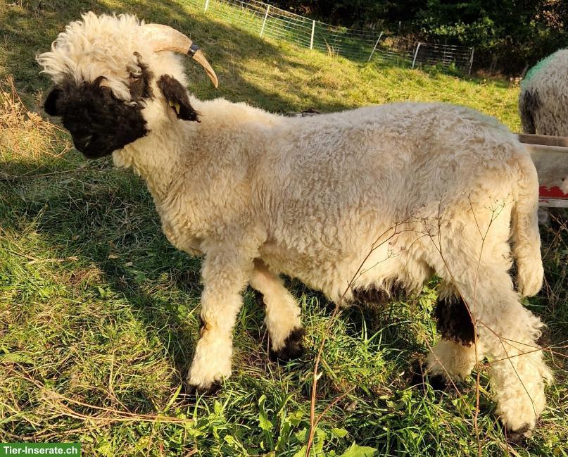 Bild 2: Schwarznasen Widder sucht ein Zuhause