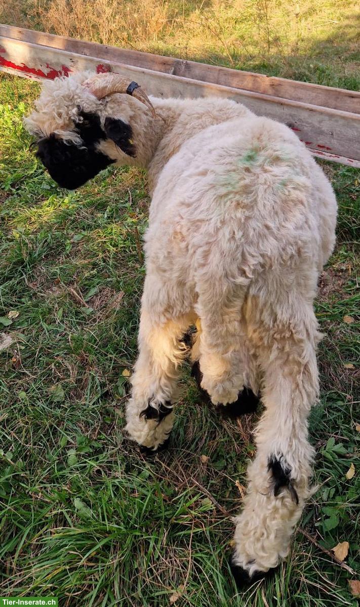 Bild 3: Schwarznasen Widder sucht ein Zuhause