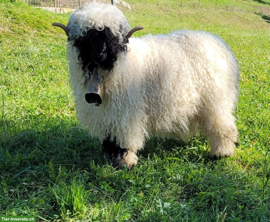 Weibliches Schwarznasenschaf mit Lämmer