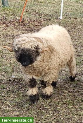 Bild 2: Weibliches Schwarznasenschaf mit Lämmer