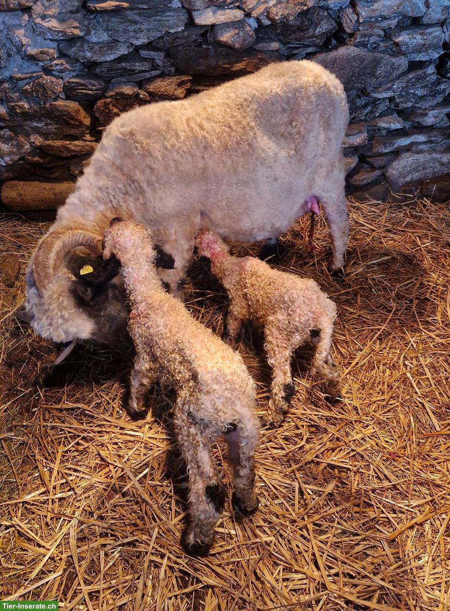 Bild 3: Weibliches Schwarznasenschaf mit Lämmer