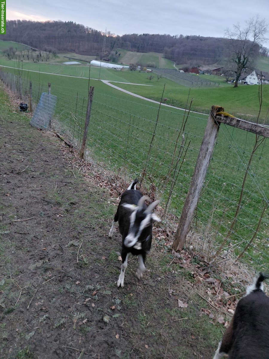 Zwei Ziegen zu verkaufen