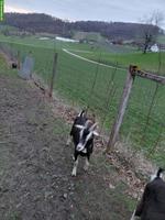 Zwei Ziegen zu verkaufen