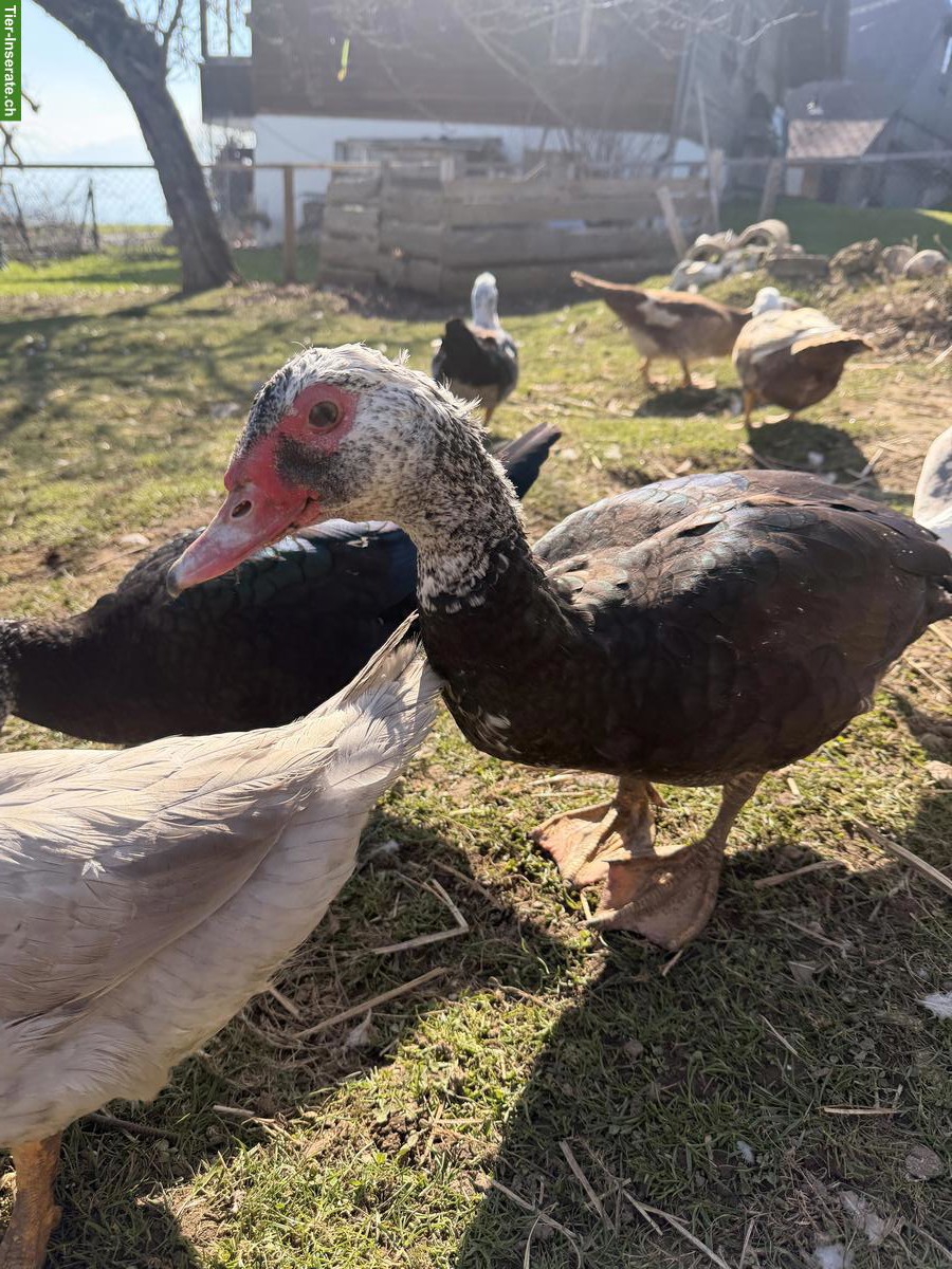 Warzenenten/Stummenten abzugeben