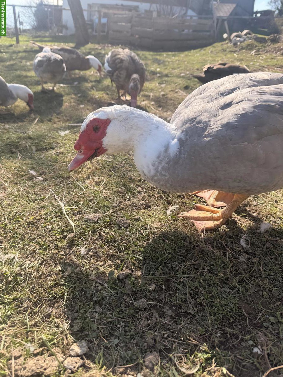 Bild 2: Warzenenten/Stummenten abzugeben