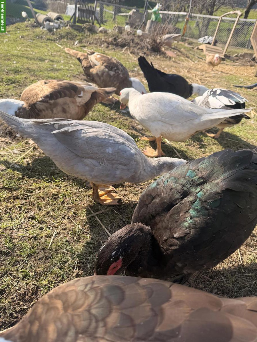 Bild 4: Warzenenten/Stummenten abzugeben