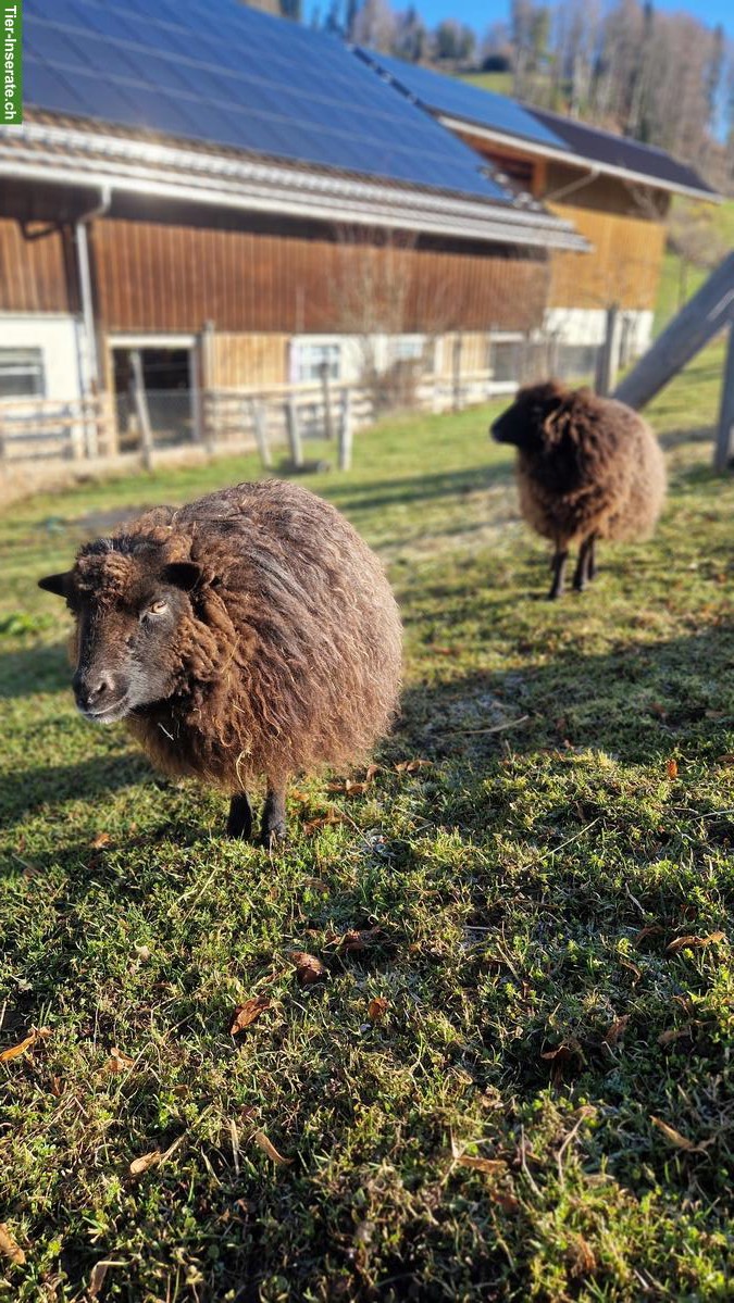 2 Zwergschafe Auen von Bio Hof zu verkaufen