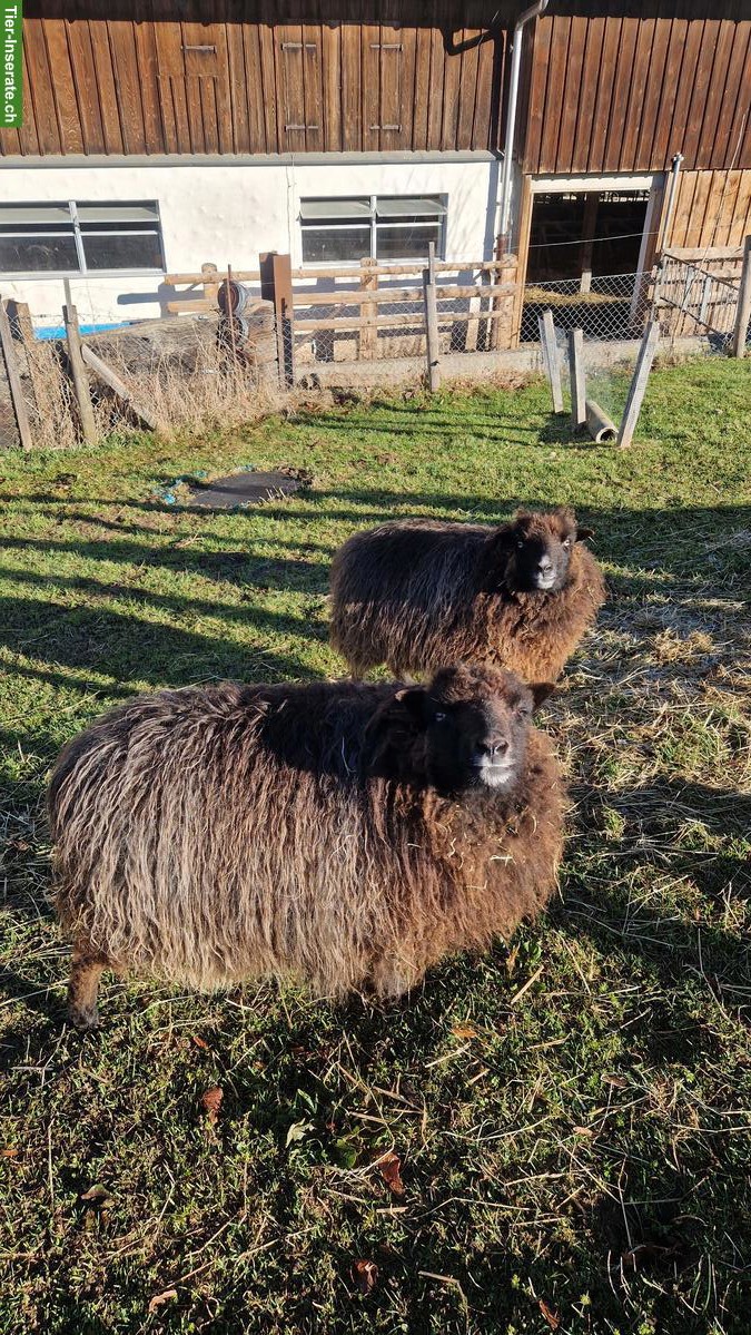 Bild 2: 2 Zwergschafe Auen von Bio Hof zu verkaufen
