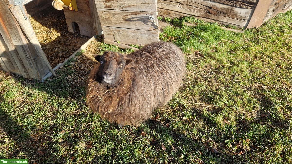 Bild 3: 2 Zwergschafe Auen von Bio Hof zu verkaufen